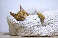 Local Business Best Cat Beds in Bristol England