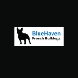 Local Business Bluehaven French Bulldogs in Brigham 