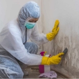 Local Business Dequayok Mold Remediation Toledo in Toledo, OH 