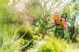 Washington DC Tree Service Pros