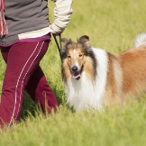 Top Dog Kennel