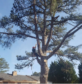 Vilchis Tree Service