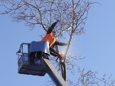 Wheaton Tree Service