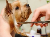 Dog Grooming for Swansea