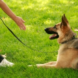 Local Business Sit Means Sit Dog Training in Cicero 