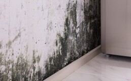 Reliable and Professional Mould Removal in Toronto