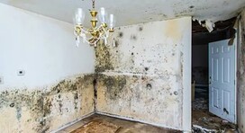 Professional Residential Mold Removal in Toronto