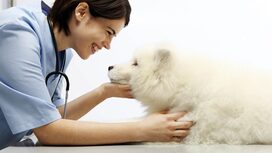 Vet Services at Keysborough Veterinary Practice