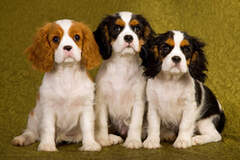 Ruby King Charles Cavalier Puppies