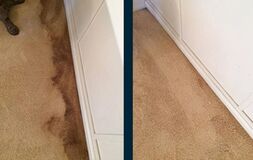 Proficient Carpet Cleaning in Cape Coral FL