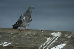 Trustworthy Bird Pest Control Services in Melbourne - Book Now for Peace of Mind!