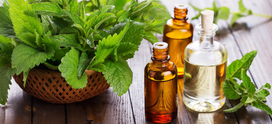 Mentha Piperita Oil Manufacturers