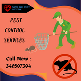 Defending Your Property Lismore's Premier Pest Control