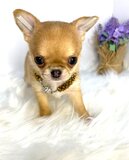 Long Haired Chihuahua Puppies - Janet Chihuahuas Home