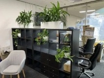 Breathe Life into Your Office with Stunning Indoor Office Plants Melbourne