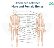 Difference between male and female ribs