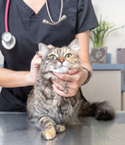 Cat Vaccination at Keysborough Veterinary Practice