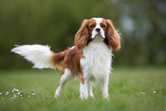 Tri-color King Charles Spaniel