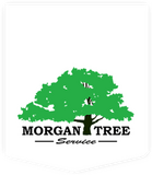 Expert Arborists in Oroville, CA | Tame Your Overgrown Trees with Morgan Tree Service