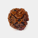 Tap into Spiritual Power with Genuine Rudraksha Beads!