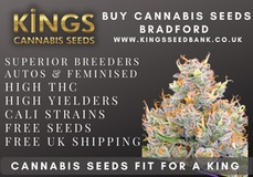 Buy Cannabis Seeds Bradford - Kings Seedbank