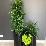 Create a Lush Atmosphere with Melbourne Plant Hire