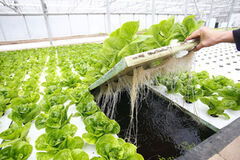 Hydroponic Suppliers Central Coast - Nutriflo Hydroponic Systems