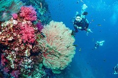 Explore the Depths with Phuket Dive Center: Premier Scuba Diving Courses