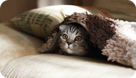 Signs of Stress in Cats