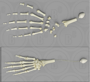 Real Human Left Hand 102 Bones For Sale