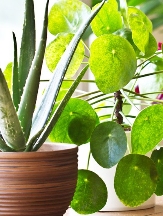 Rent Potted Plants