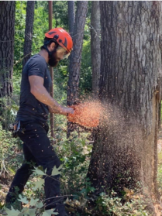 Tree services las cruces